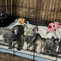 French Bulldog Puppies from Tuscaloosa Frenchies