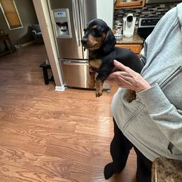 Lemon - Black and tan female Dachshund puppy in Mansfield, Ohio from Ohio House of Frenchies