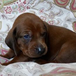 Green Boy - Red male Redbone Coonhound puppy in Shreveport, Louisiana from BAFERD Kennels