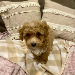 Rowan - Cream male Poodle puppy in Utica, Ohio from Poodle Me Crazy
