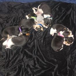 Beagle Puppies from Laceys AKC Beagles