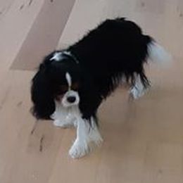 Cavalier King Charles Spaniels from Nancy Brann's Cavaliers