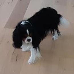 Cavalier King Charles Spaniels from Nancy Brann's Cavaliers
