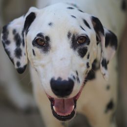 MJ - Dalmatian