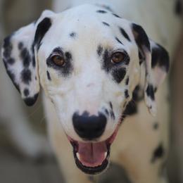 MJ - Dalmatian