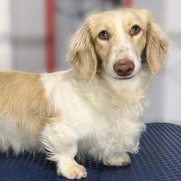 Legend - Dachshund