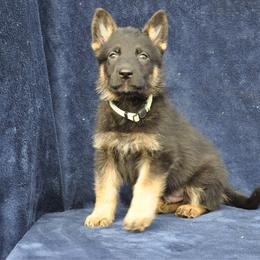 Gravy - Black and red male German Shepherd puppy in New Cambria, Missouri from Des Hausraben Shepherds