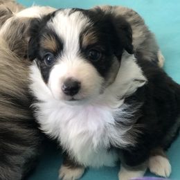 Miniature Australian Shepherd, Shih Tzu, and Toy Australian Shepherd Puppies from River Springs Aussies
