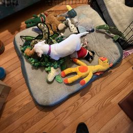 American Bulldog Puppies from Slayton's American Bulldogs