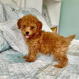 Buzz - Apricot male Goldendoodle puppy in Pensacola, Florida from Goldendoodles Love You in Pensacola Friend Edition