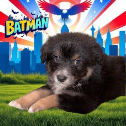 BATMAN-Black Tri Male - Black tri-color male Australian Shepherd puppy in Gainesville, Texas from Lady Luck Aussies