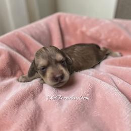 Lilly - Cream female Dachshund puppy in Oklahoma City, Oklahoma from OkieDoxieland Dachshunds