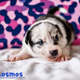 Cosmos - Blue merle male Border Collie puppy in Opelousas, Louisiana from Zahara Border Collies