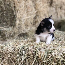 Pembroke Welsh Corgi Puppies from Naomi’s Corgis