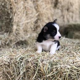 Pembroke Welsh Corgi Puppies from Naomi’s Corgis