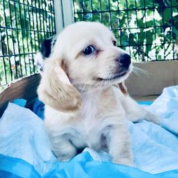 Dachshund Puppies from Meldox