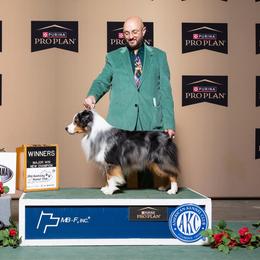 Blue - Miniature American Shepherd