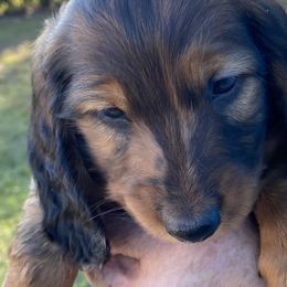 Dachshunds from Boggy Branch Dachshunds