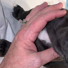 French Bulldogs and Teddy Roosevelt Terriers from Susie’s Cuties