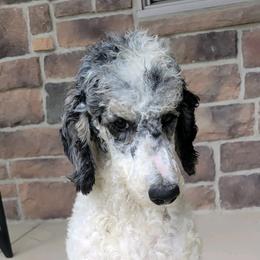 Ziggy - Poodle