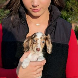 Lucy - Dapple female Dachshund puppy in Unadilla, Georgia from Hamsley's Puppy Palace