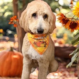 Georgia - Goldendoodle