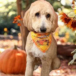 Georgia - Goldendoodle