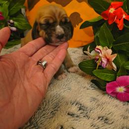Female 2 - Mahogany and white female Basset Hound puppy in Robbins, Tennessee from Orange Mountain Basset Hounds