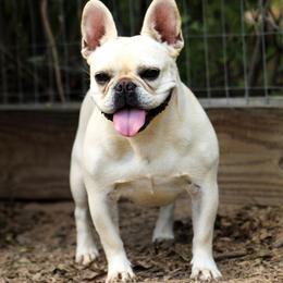 Benny - French Bulldog