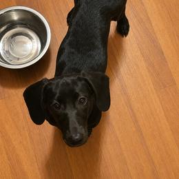 Dachshund All Grown Up from Burnett’s Dachshunds