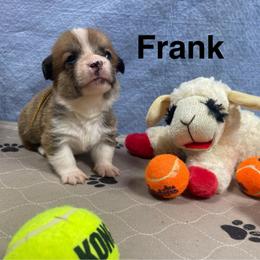 Frank - Red male Pembroke Welsh Corgi puppy in Apison, Tennessee from Ashmore Corgis