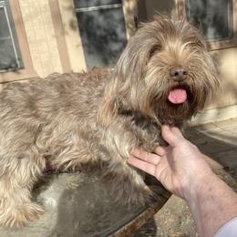 Ruthie - Havanese