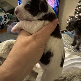 Crumpet chocolate parti - Parti male Yorkshire Terrier puppy in Lamar, Missouri from Carney Kennels