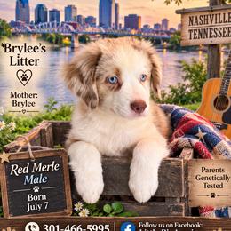 Boy1 - Red merle male Miniature Australian Shepherd puppy in Nashville, Tennessee from Little B’s Aussies