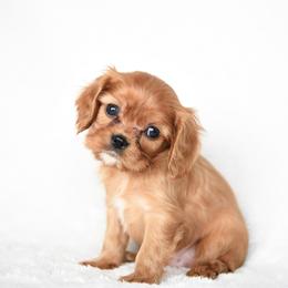 Sterling - Ruby male Cavalier King Charles Spaniel puppy in Lawton, Oklahoma from Lindsey’s Cavies