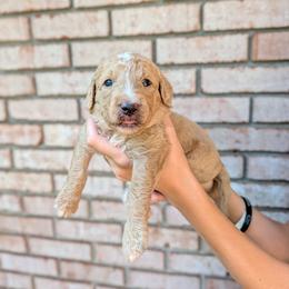 Pink - Apricot female Goldendoodle puppy in Prattville, Alabama from Jericho Junction Doodles and Poodles