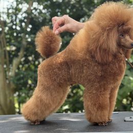 Kiwi - Poodle