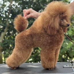 Kiwi - Poodle
