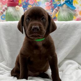 Green - Chocolate male Labrador Retriever puppy in Heath Springs, South Carolina from Rich Hill Retrievers