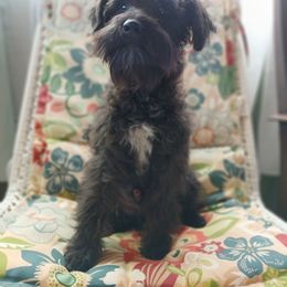 Uno - Black male Schnoodle puppy in Andalusia, Alabama from Kaleidoscope Kennels