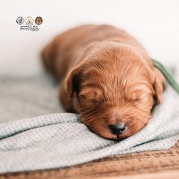 Bernedoodle and Goldendoodle Puppies from Hommel’s Mini Darling Doodles
