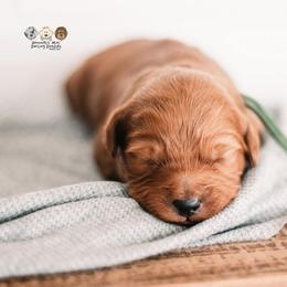 Bernedoodle and Goldendoodle Puppies from Hommel’s Mini Darling Doodles