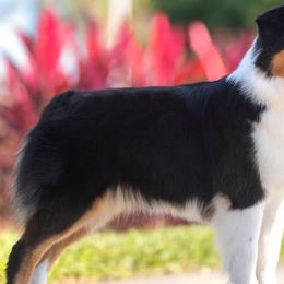 Willow - Miniature American Shepherd