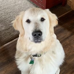 Golden Retrievers from Nelson’s Golden’s LLC
