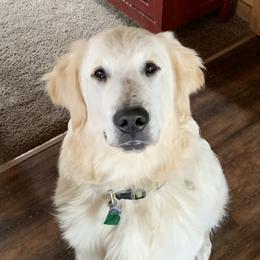 Golden Retrievers from Nelson’s Golden’s LLC