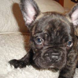 French Bulldog Puppies from Teri's French Bulldogs of West Texas