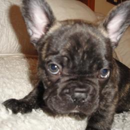 French Bulldog Puppies from Teri's French Bulldogs of West Texas