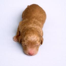 Sammy - Apricot male Goldendoodle puppy in Willacoochee, Georgia from Kitandkboodle's Doodles
