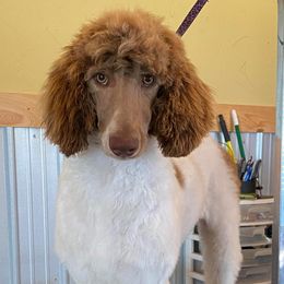 Poodles from Music City Poodles