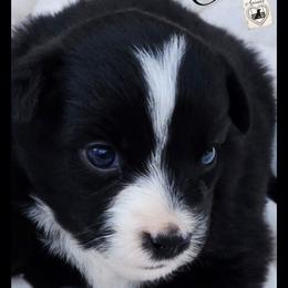 Stella - Price 1850 - Black & white female Miniature Australian Shepherd puppy in Ennis, Texas from God’s Little Aussies